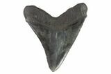 Fossil Megalodon Tooth - South Carolina #93537-2